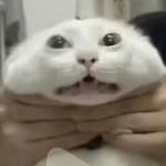 张 宁